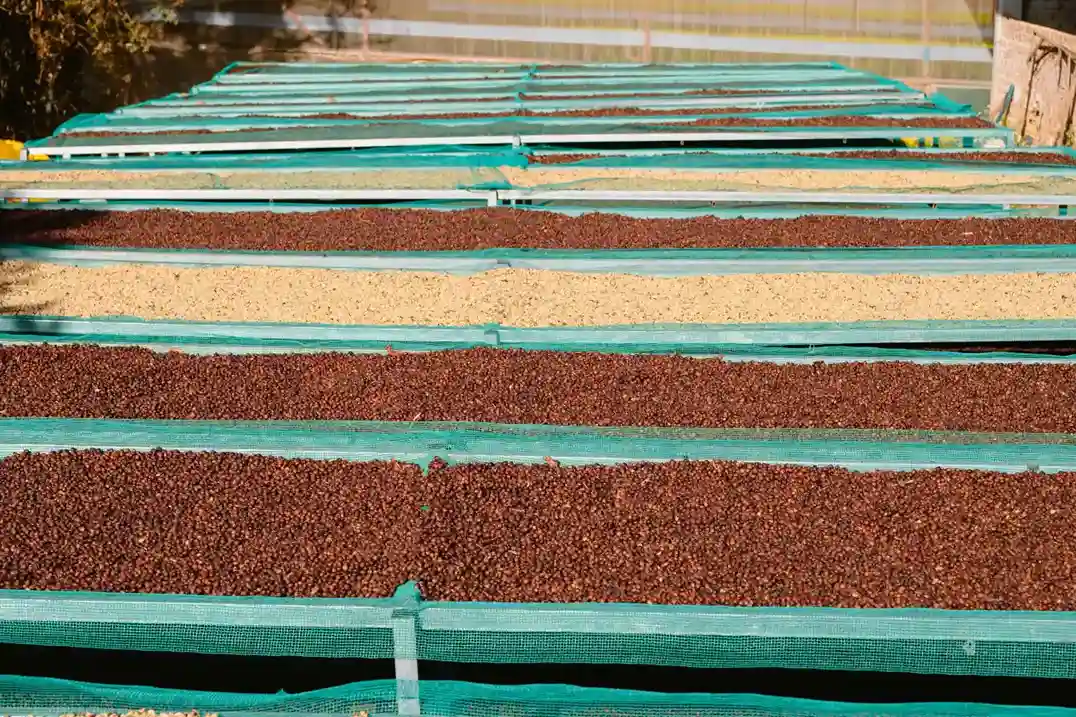 sistemas de producción de café en Colombia